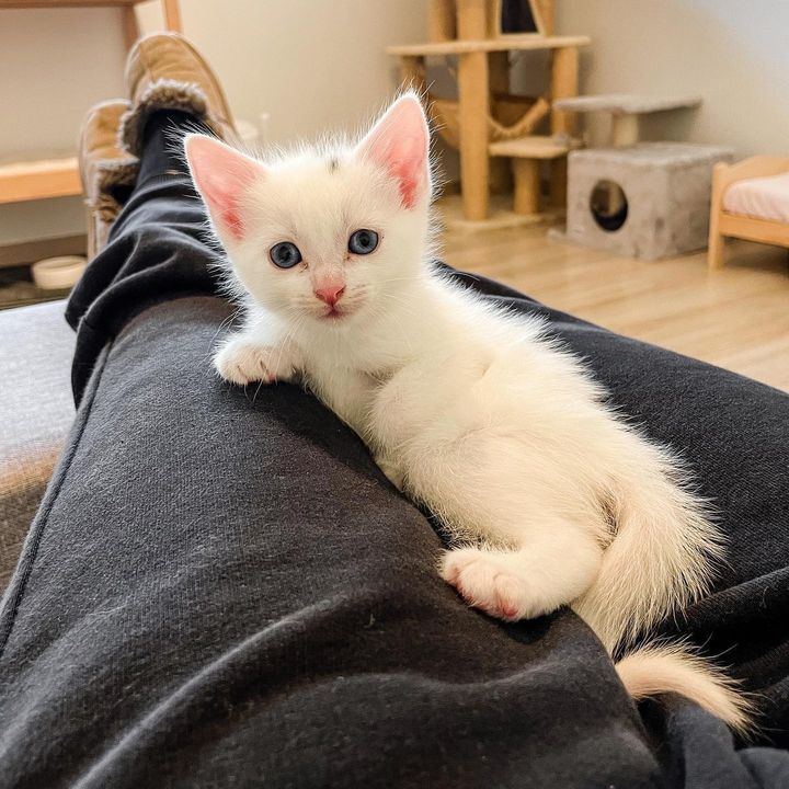 lap kitten sweet